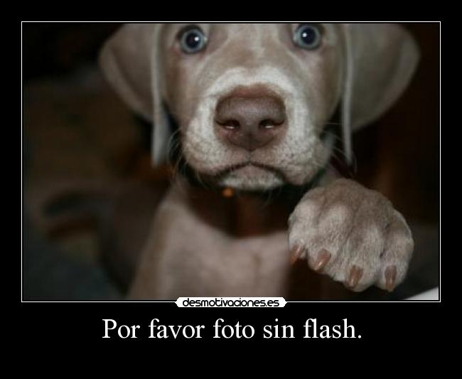 Por favor foto sin flash. - 