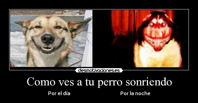 Como ves a tu perro sonriendo - Por el día Por la noche