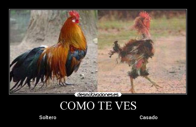 COMO TE VES - Soltero Casado