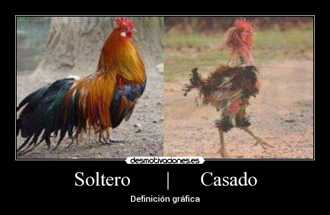 Soltero       |      Casado - 