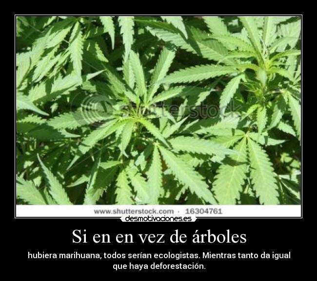 Si en en vez de árboles - hubiera marihuana, todos serían ecologistas. Mientras tanto da igual
que haya deforestación.