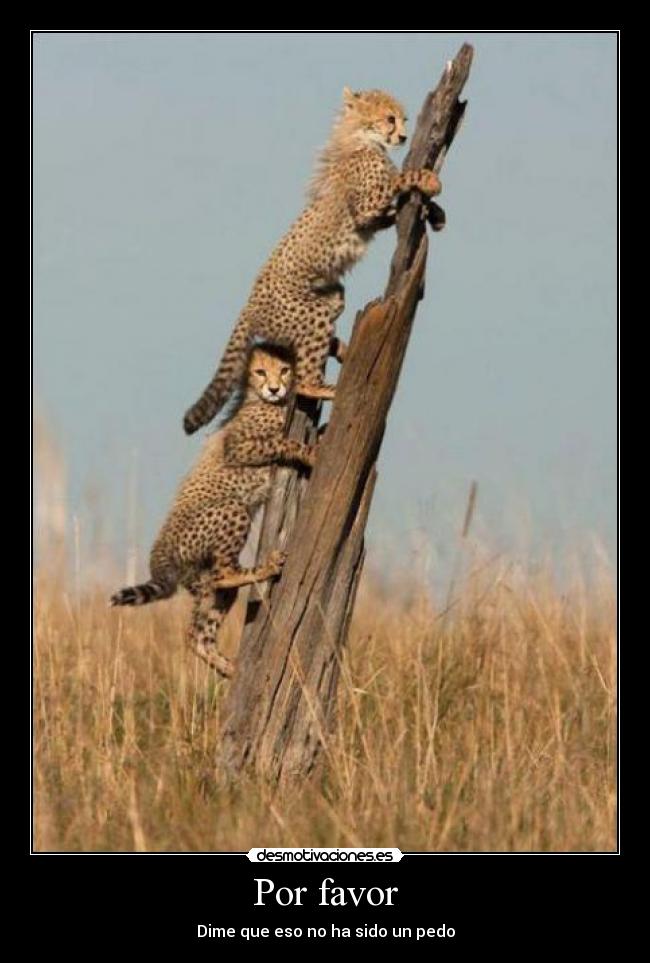 carteles tigres pedorros desmotivaciones