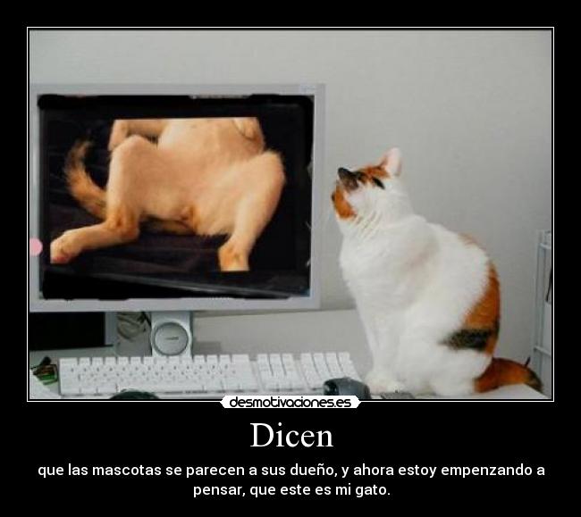Dicen - que las mascotas se parecen a sus dueño, y ahora estoy empenzando a
pensar, que este es mi gato.