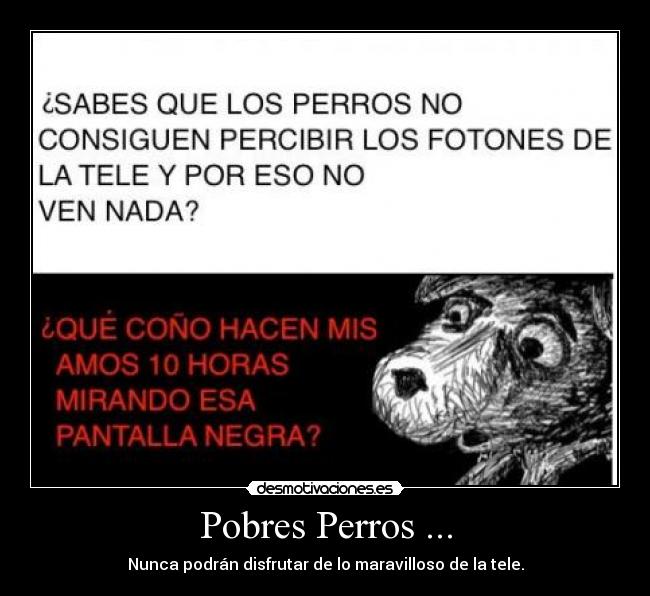 Pobres Perros ... - Nunca podrán disfrutar de lo maravilloso de la tele.