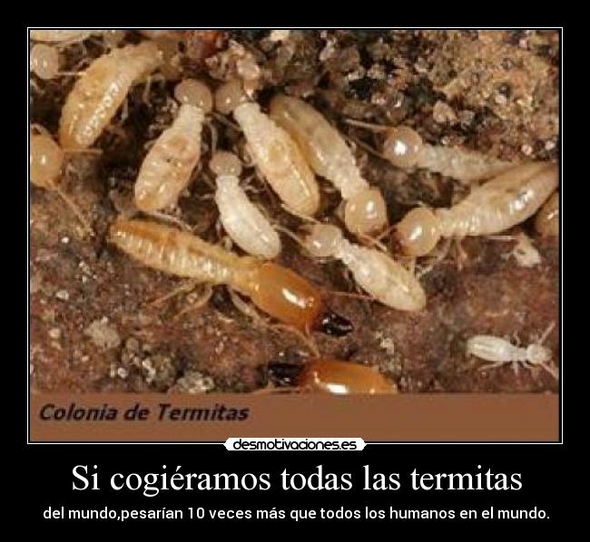 Si cogiéramos todas las termitas -