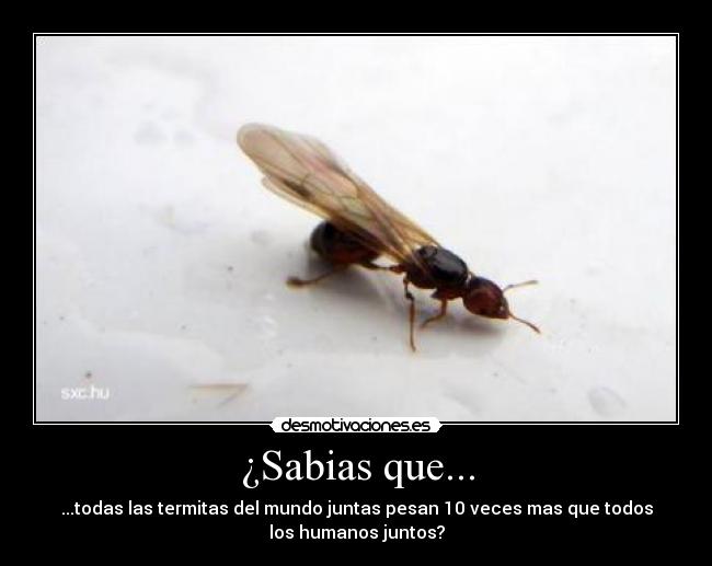 ¿Sabias que... - ...todas las termitas del mundo juntas pesan 10 veces mas que todos
los humanos juntos?