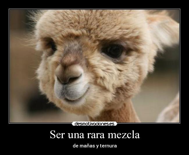 Ser una rara mezcla - de mañas y ternura