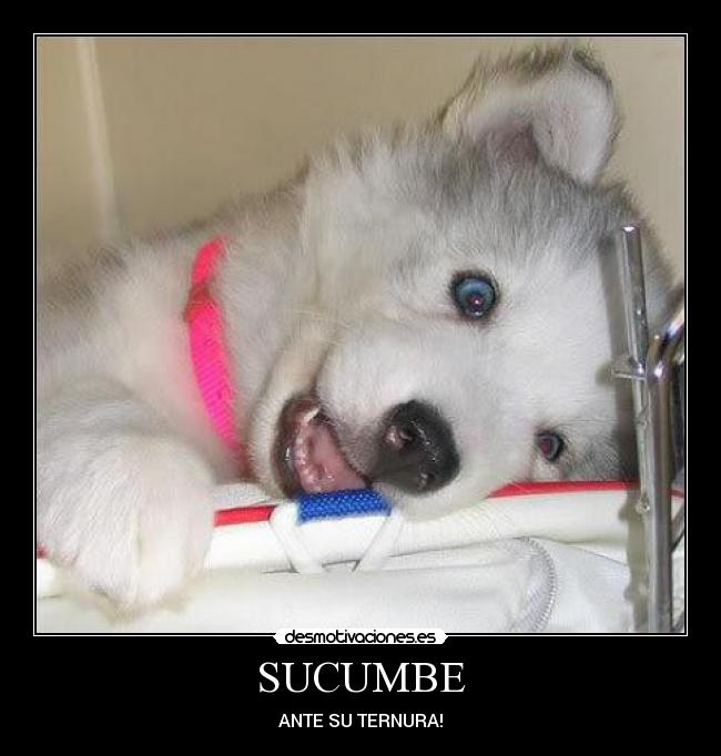 SUCUMBE - ANTE SU TERNURA!