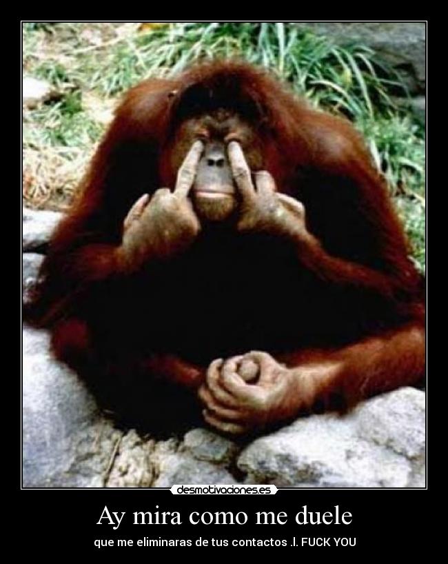 Ay mira como me duele - que me eliminaras de tus contactos .l. FUCK YOU