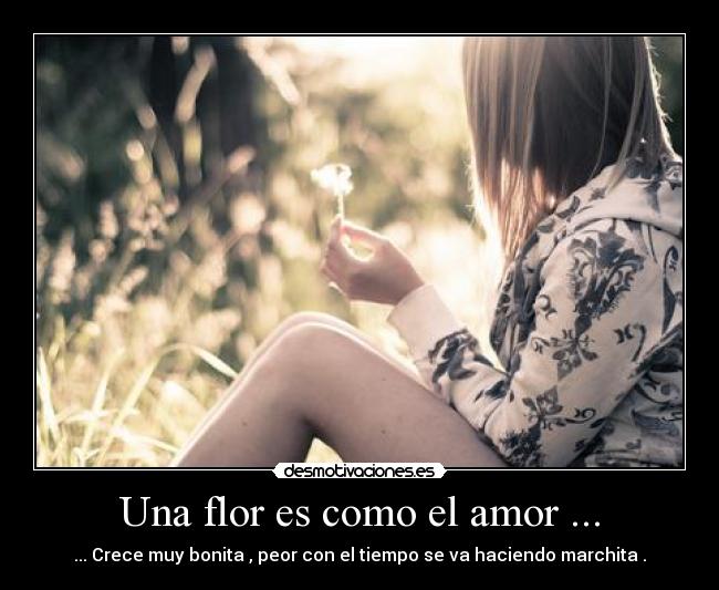 Una flor es como el amor ... - ... Crece muy bonita , peor con el tiempo se va haciendo marchita .