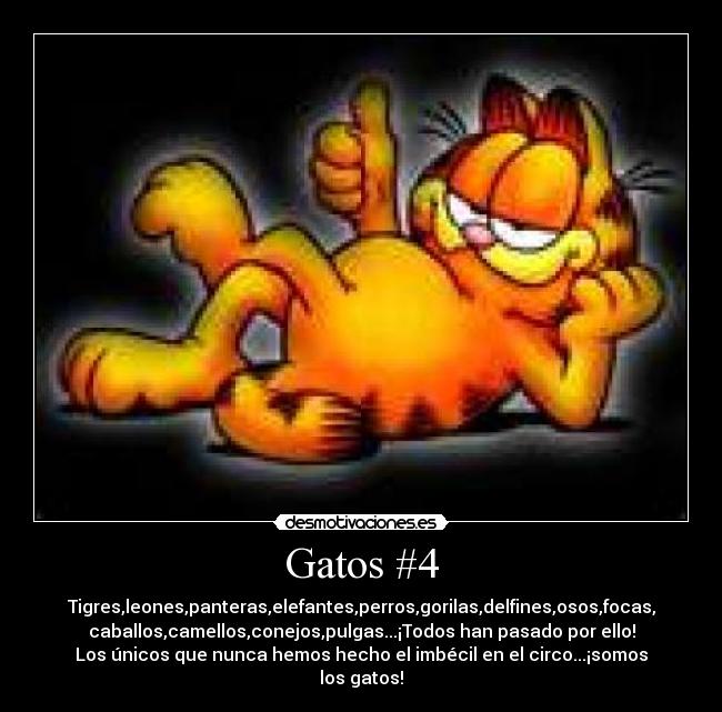 carteles gatos gatos desmotivaciones
