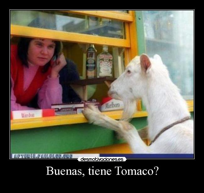 Buenas, tiene Tomaco? -