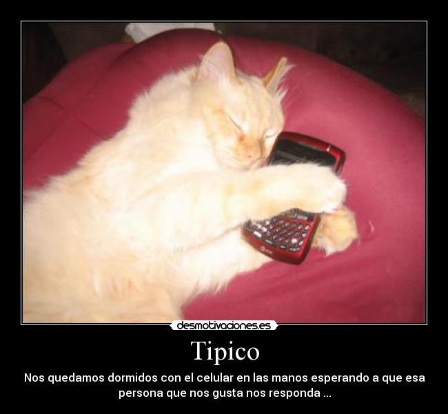 Tipico -