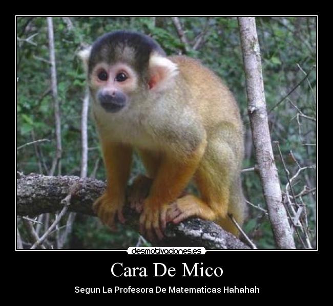 carteles mico desmotivaciones