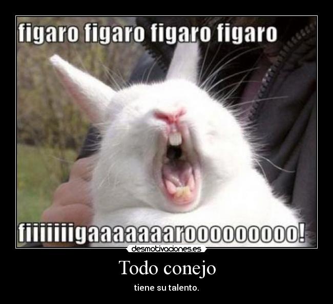 Todo conejo - 