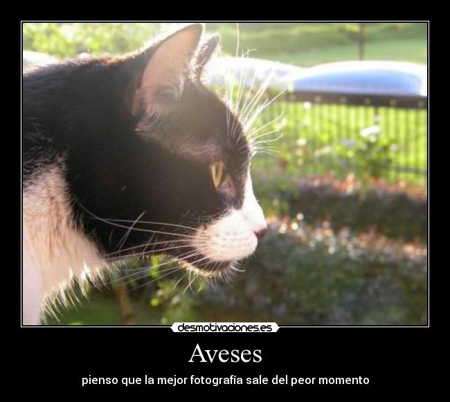 Aveses - 