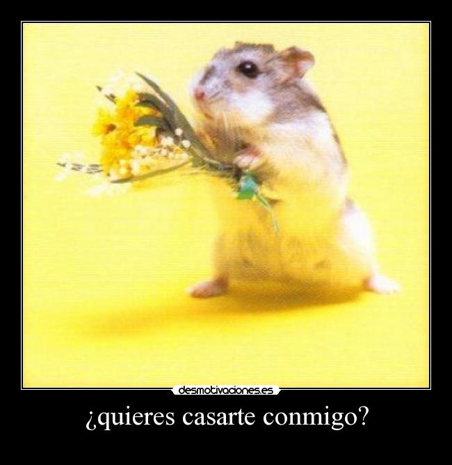 ¿quieres casarte conmigo? - 