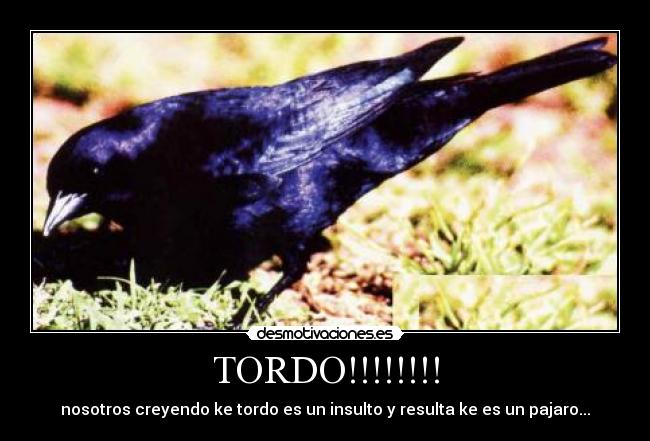 TORDO!!!!!!!! - nosotros creyendo ke tordo es un insulto y resulta ke es un pajaro...