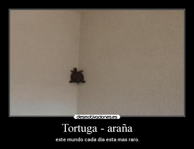 Tortuga - araña - 