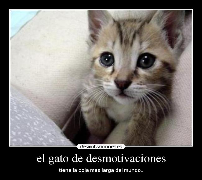 el gato de desmotivaciones - 