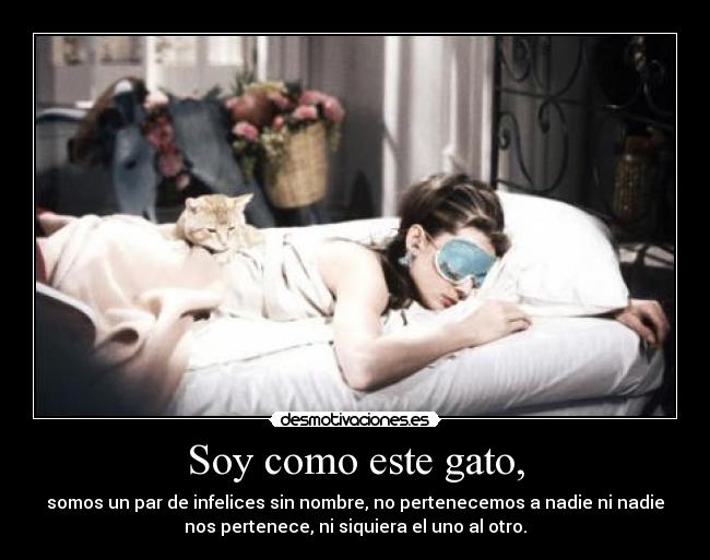 Soy como este gato, - 