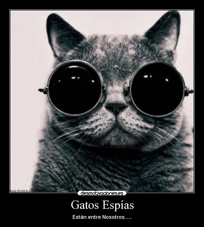 Gatos Espías -