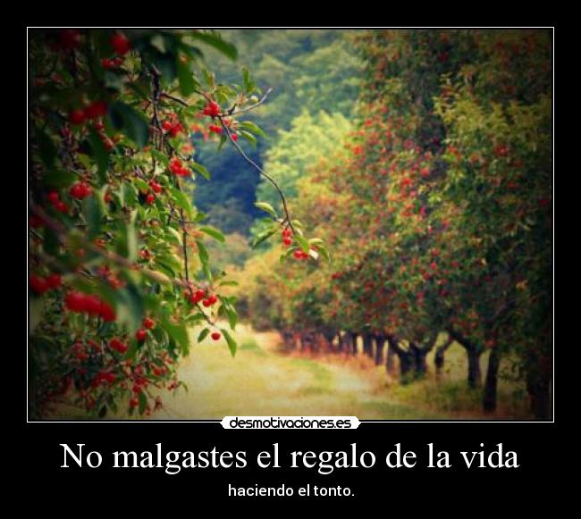 No malgastes el regalo de la vida - haciendo el tonto.