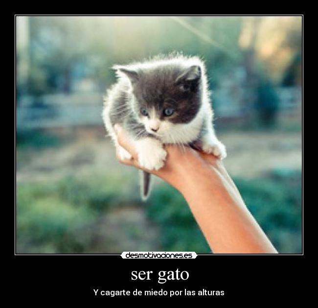ser gato - Y cagarte de miedo por las alturas