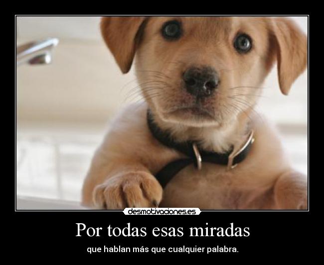 carteles miradas que hablan mas que palabras desmotivaciones