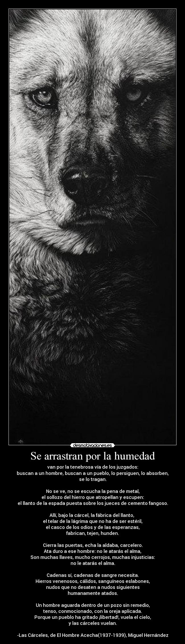 Se arrastran por la humedad - van por la tenebrosa vía de los juzgados:
buscan a un hombre, buscan a un pueblo, lo persiguen, lo absorben,
se lo tragan.
No se ve, no se escucha la pena de metal,
el sollozo del hierro que atropellan y escupen:
el llanto de la espada puesta sobre los jueces de cemento fangoso.
Allí, bajo la cárcel, la fábrica del llanto,
el telar de la lágrima que no ha de ser estéril,
el casco de los odios y de las esperanzas,
fabrican, tejen, hunden.
Cierra las puertas, echa la aldaba, carcelero.
Ata duro a ese hombre: no le atarás el alma,
Son muchas llaves, mucho cerrojos, muchas injusticias:
no le atarás el alma.
Cadenas sí, cadenas de sangre necesita.
Hierros venenosos, cálidos, sanguíneos eslabones,
nudos que no desaten a nudos siguientes
humanamente atados.
Un hombre aguarda dentro de un pozo sin remedio,
tenso, conmocionado, con la oreja aplicada.
Porque un pueblo ha gritado ¡libertad!, vuela el cielo,
y las cárceles vuelan.
-Las Cárceles, de El Hombre Acecha(1937-1939), Miguel Hernández
