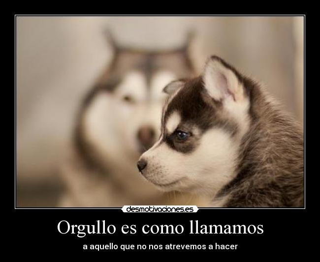 carteles huskyes huskyes everywhere nana voy patinaje alehop ifeelgood desmotivaciones