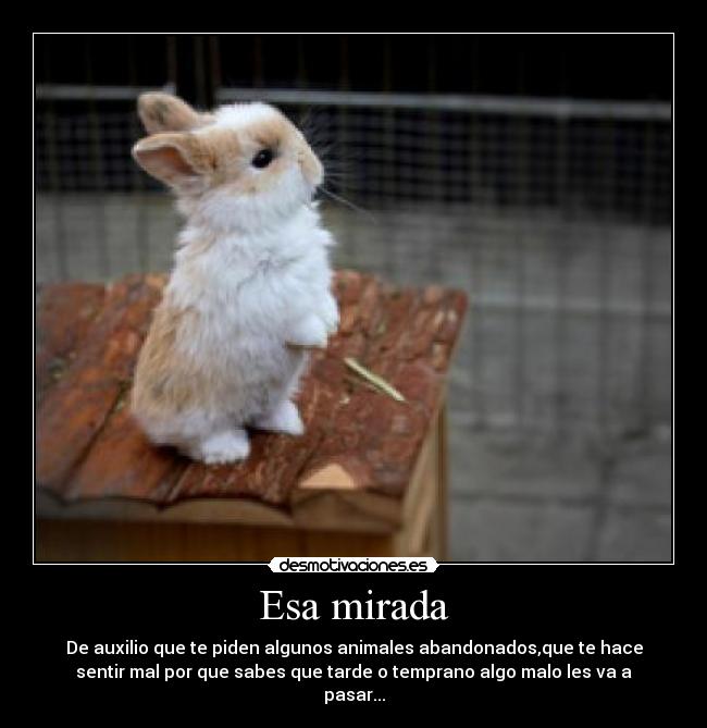 Esa mirada - De auxilio que te piden algunos animales abandonados,que te hace
sentir mal por que sabes que tarde o temprano algo malo les va a
pasar...