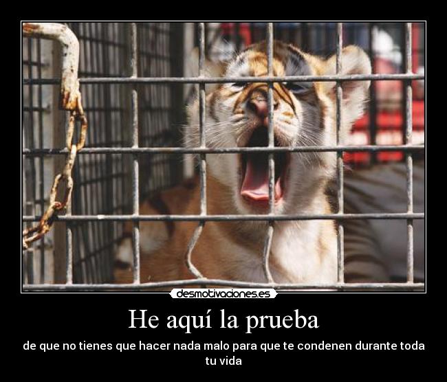 He aquí la prueba -