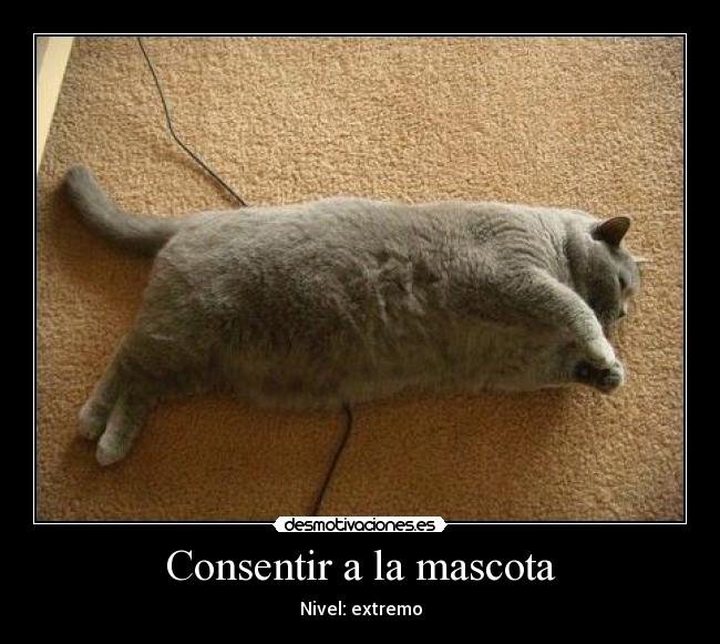 Consentir a la mascota -
