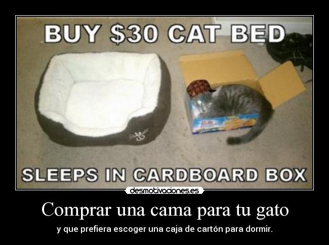 Comprar una cama para tu gato - y que prefiera escoger una caja de cartón para dormir.
