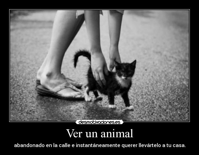 Ver un animal - abandonado en la calle e instantáneamente querer llevártelo a tu casa.
