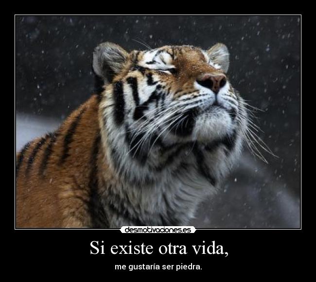 Si existe otra vida, -