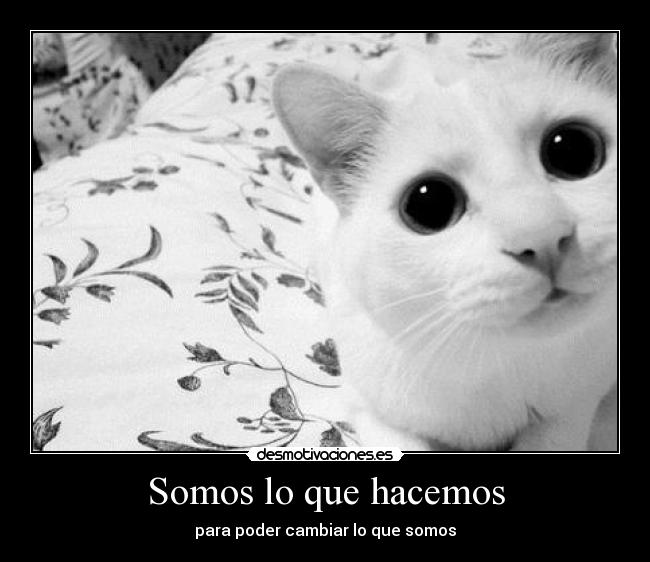 carteles gatosmas mono que visto vida sin contar mio que mejor todos jojojojojojo desmotivaciones