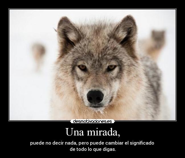 carteles chiton callarse disho lobito bonito raaaaawr desmotivaciones