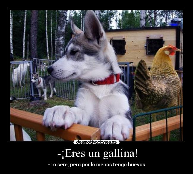 carteles husky borsan tutorial como callar flipao zas desmotivaciones