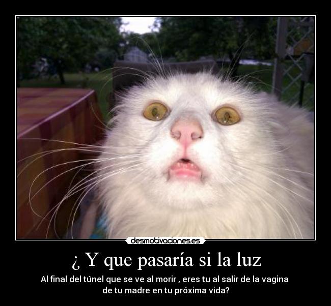 carteles guti19 imagen del gatosme encanto asi que gatosparanoico jajajajaj desmotivaciones