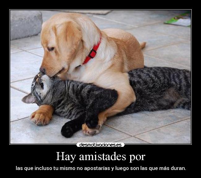 Hay amistades por - las que incluso tu mismo no apostarías y luego son las que más duran.