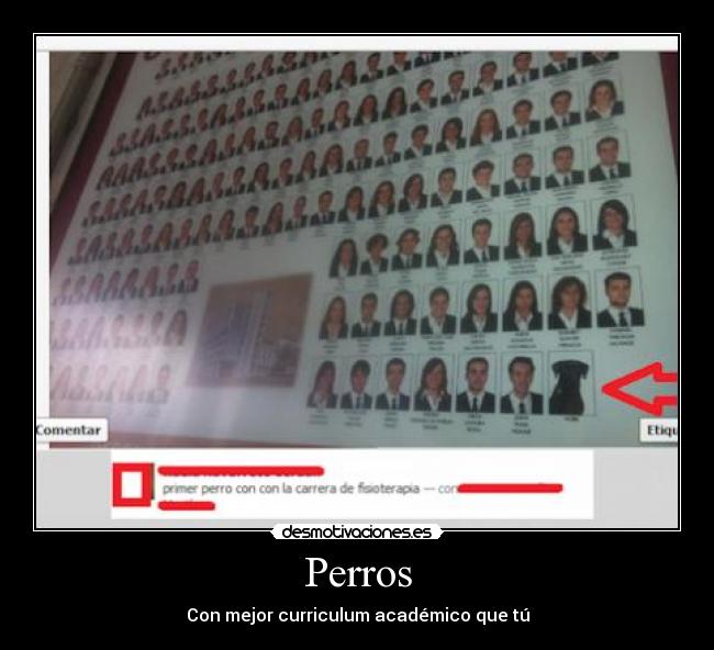 carteles perro fisioterapia desmotivaciones