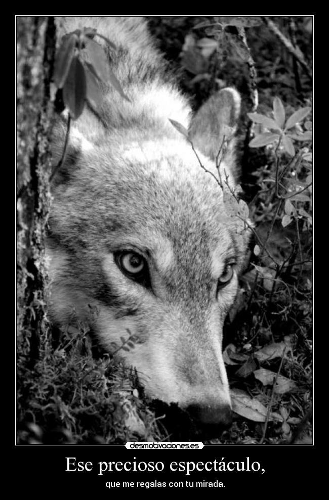 Ese precioso espectáculo, -