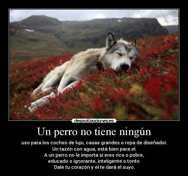 Un perro no tiene ningún -