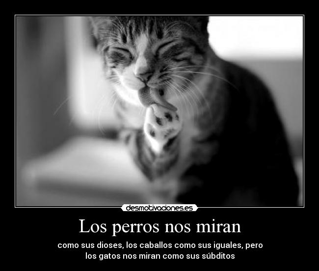 Los perros nos miran - como sus dioses, los caballos como sus iguales, pero
los gatos nos miran como sus súbditos
