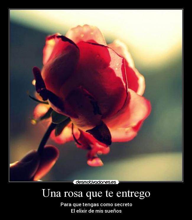 carteles ttequiero rosa rose rosae rosis roso ego tue sus trem est non testos desmotivaciones