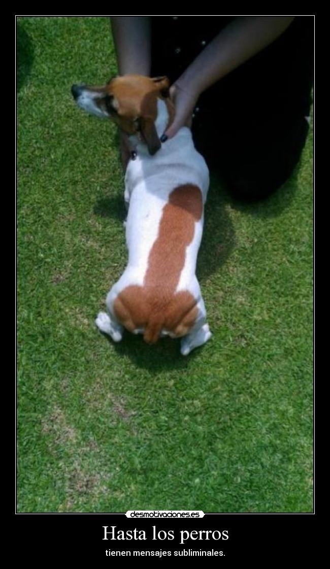 Hasta los perros -