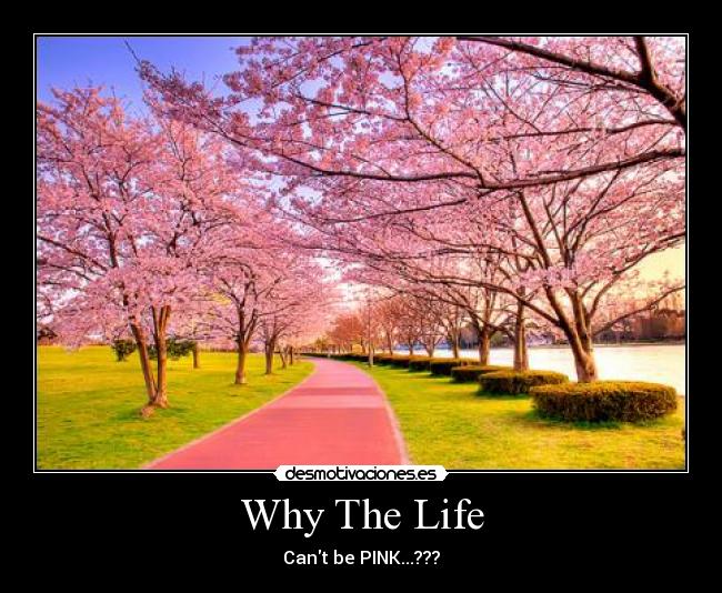 Why The Life - 