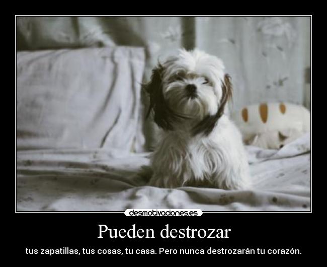 Pueden destrozar - tus zapatillas, tus cosas, tu casa. Pero nunca destrozarán tu corazón.